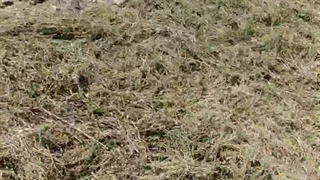 اتمام برداشت آویشن در روستای دهیچ