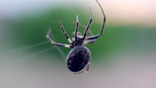 کشف اسرار تار ساختن عنکبوت‌ها