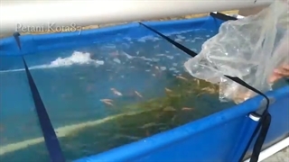 استخر پرورش ماهی پیش ساخته