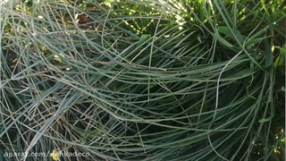 سرمازدگی پیاز زعفران