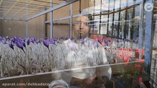 آموزش کشت گلخانه ای زعفران