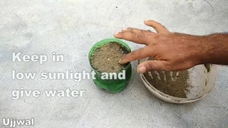 آموزش کاشت بادام زمینی در خانه