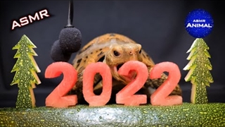 آسمر فود حیوانات : خورده شدن سال 2022 توسط لاک پشت ! - موج کره ای