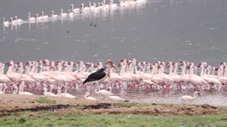 قدم زدن شکارچی بی رحم به دنبال جوجه رها شده