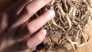 آموزش تکثیر زامیفولیا از طریق ریزوم