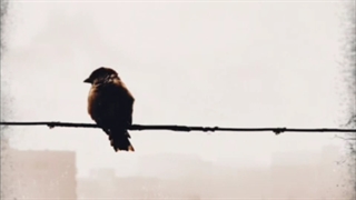 دانلود آهنگ جدید همایون شجریان به نام دل من میگرید