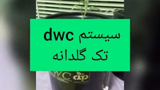 تست سیستم تک گلدانه DWC
