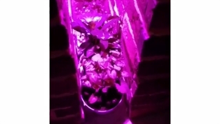 رضایت خانم عنایتی از لامپ رشد گیاه ایران سان لایت