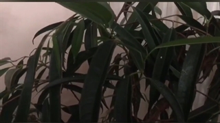 تاثیر لامپ رشد روی گیاهان اپارتمانی