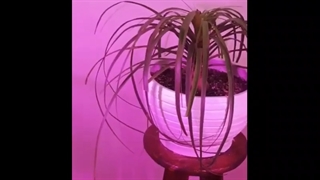 فیلم ارسالی خانم علوی پس از دوماه استفاده از لامپ رشد گیاه