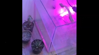 تاثیر لامپ رشد گیاه روی گیاه گوشتخوار ونوس