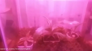 تاثیر لامپ رشد گیاه روی گیاهان گوشتخوار