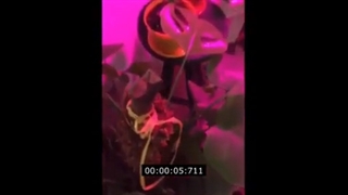 تاثیر لامپ رشد گیاه روی گیاهان اپارتمانی