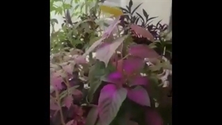 کشت هیدروپونیک با لامپ رشد گیاه