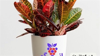 خرید و سفارش آنلاین کروتون در سایز و گونه های مختلف