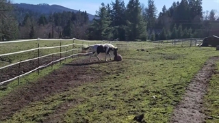 توپ بازی اسب بانمک