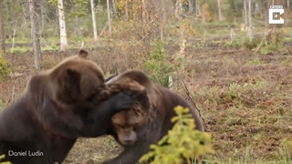 مبارزه وحشی ۲ خرس قهوه ای