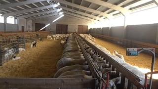 گله گوسفندان آصف