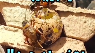 دوره پرورش جیرجیرک