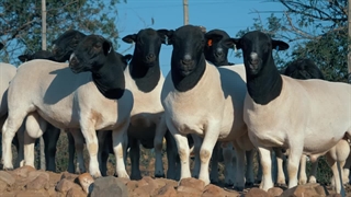 آگهی فروش گوسفند