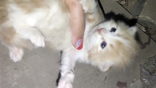 تو زیرزمین یافتمشونننننن چ کیوتنننن