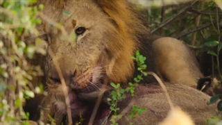 رشد حیوانی 6