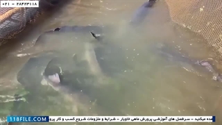 آموزش پرورش ماهی خاویار- پرورش ماهی خاویار در آکواریوم-استخراج خاویار از شکم