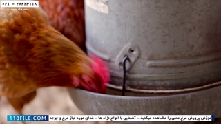 آموزش پرورش مرغ محلی-آموزش پرورش مرغ محلی در ایران-سه گام برای درمان مرغ