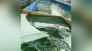 شرکت رویای جلبک پارس
