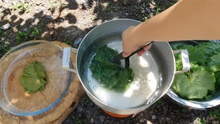 ترشی برگ انگور