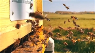 زنبورعسل bee Bee