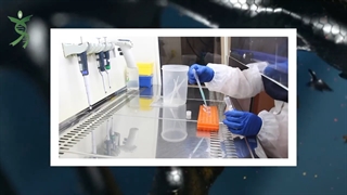 استخراج DNA در آزمایشگاه دکتر زینلی