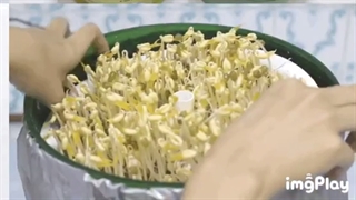 دستگاه جوانه ساز
