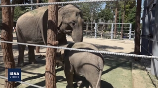 حال و روز «مهاری»،‌ «مهاسن» و «مایسا» در باغ وحش ارم