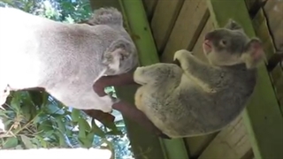 مجادله بامزه ۲ کوالا