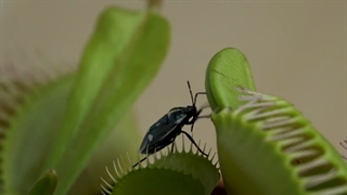 ونوس, گیاه گوشتخوار