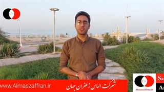 آموزش کاشت زعفران Saffron planting training - required tools