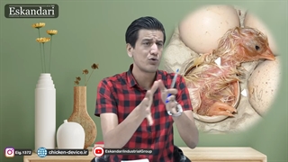 عفونت کیسه زرده در جوجه چیست و راه درمان آن چیست ؟