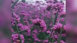 دکلمه برای آخرای سال