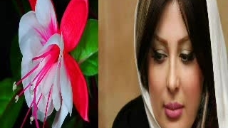 ترکی مجلسی قدیمی