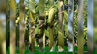 خرید نهال گردو خوشه ای اسرائیلی از نوین گردو