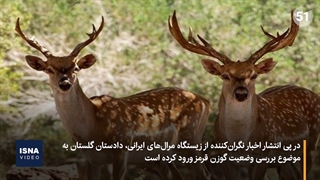 دستور قضایی برای رسیدگی به وضعیت گوزن قرمز ایرانی