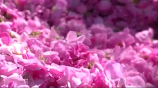 عطر گل محمدی در مزارع لرستان