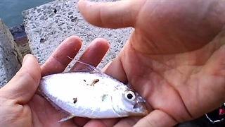 پنجزاریماهی براق: Eubleekeria splendens
