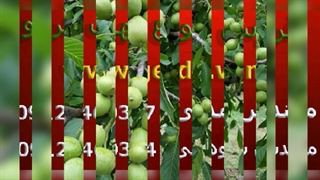 خرید نهال گردو چندلر پیوندی و فرنور پیوندی با گارانتی اصالت و شناسه معتبر
