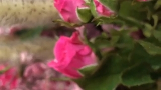 دسته گل الیزه