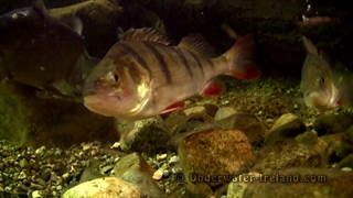 خانواده سوفماهیان: Percidae