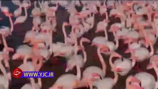ثبت تصاویری زیبا از پناهگاه حیات وحش میانکاله