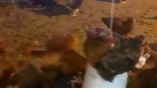 فروش مرغ بومی گلپایگانی