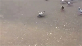 کبوتر های حرم حضرت عباس